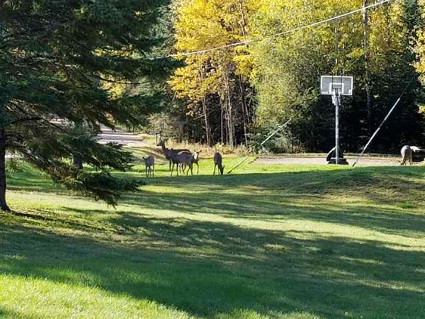 Aspen Resort Fishing Guide
